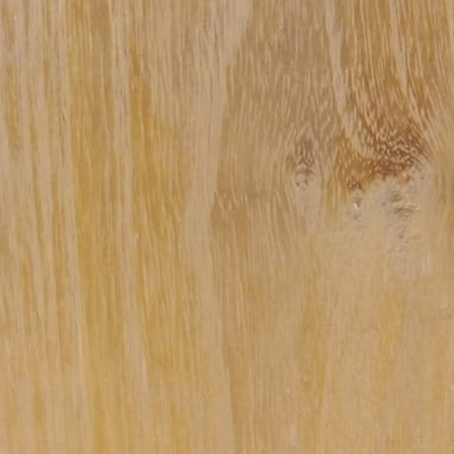 Acacia