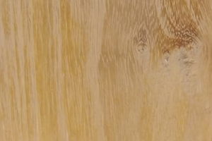 Acacia