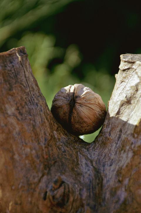 Rijpe walnoot tussen de takken van een walnotenboom, passend bij massief notenhout